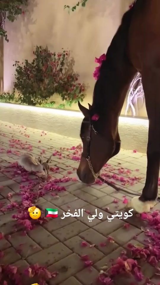 TikTok video thumbnail by kuwaiti_wale_alfakar