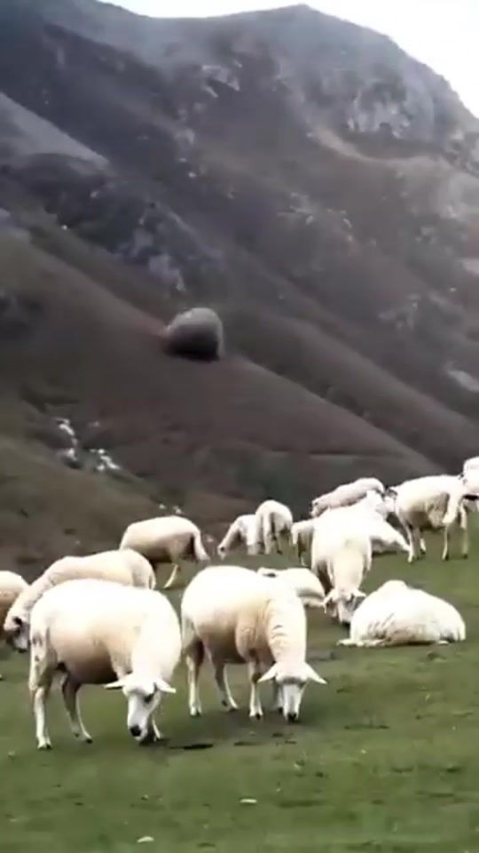 TikTok video thumbnail by getachew.seboka