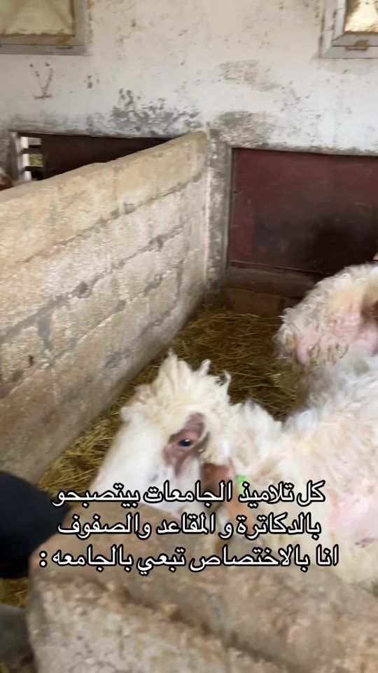 TikTok video thumbnail by salma_zaytoun