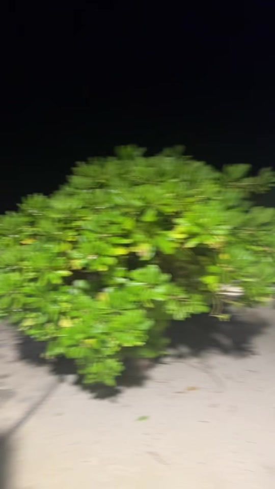 TikTok video thumbnail by aafiya758