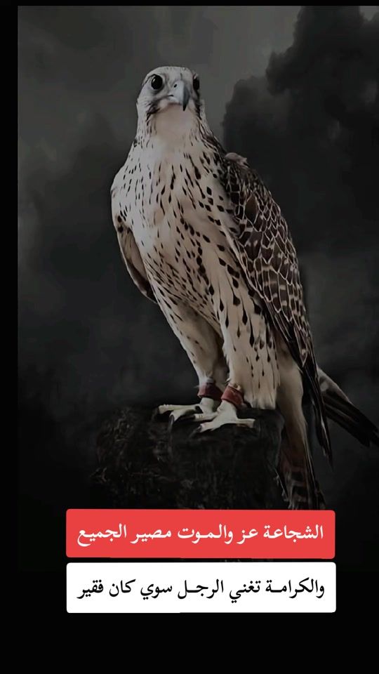 TikTok video thumbnail by user6618629817790