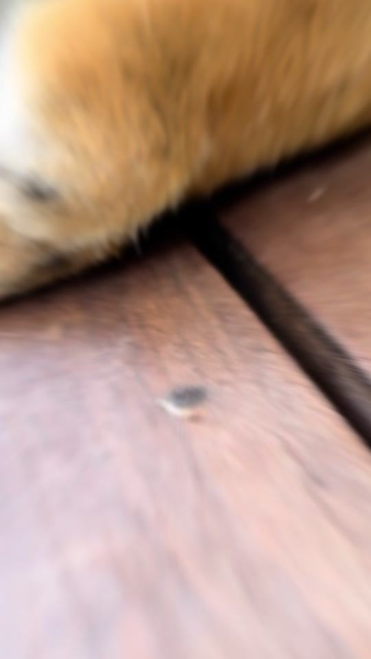 TikTok video thumbnail by xaila.a