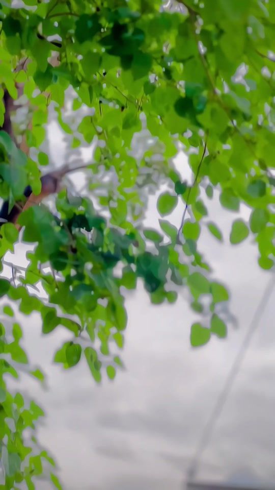 TikTok video thumbnail by sohail.khan5151
