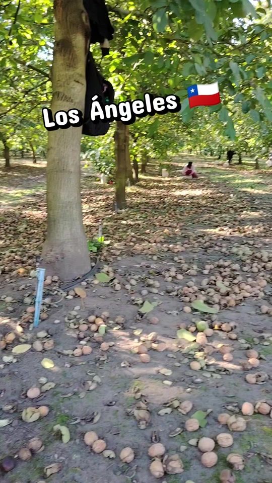 TikTok video thumbnail by lopez89_29