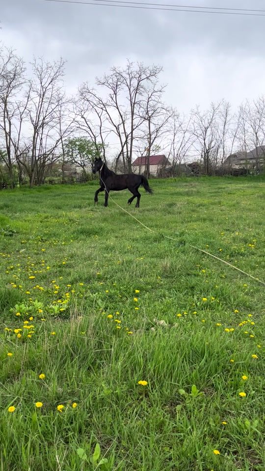 TikTok video thumbnail by dan.rotaru28