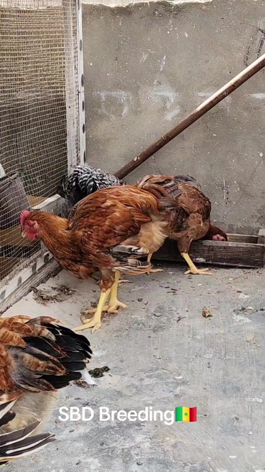 TikTok video thumbnail by sbd_breeding