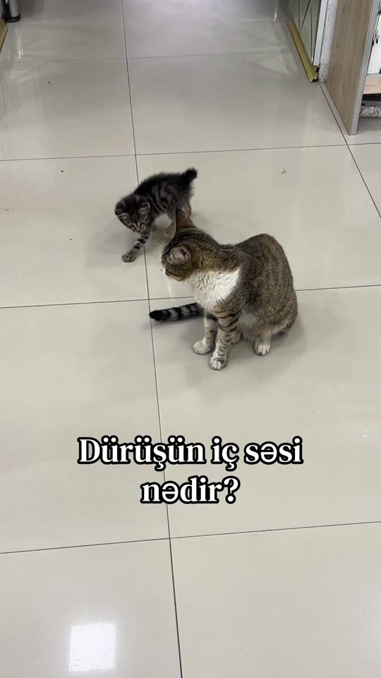 TikTok video thumbnail by sumqayit_dash