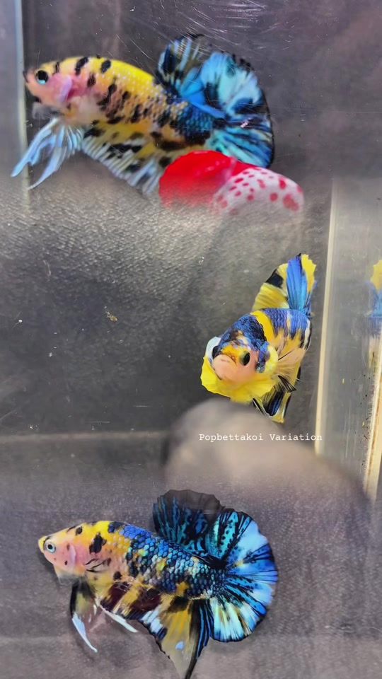 TikTok video thumbnail by popbetta.koi