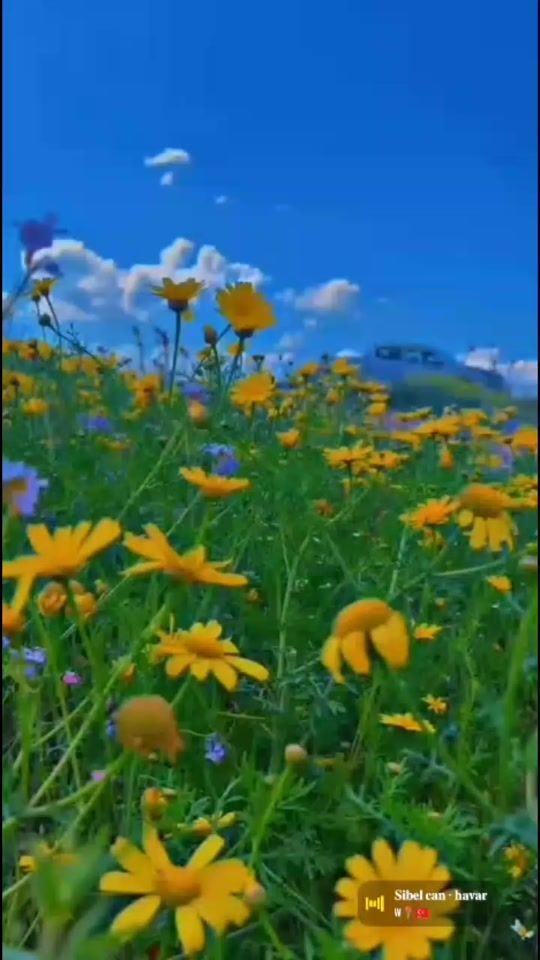 TikTok video thumbnail by almseaid014