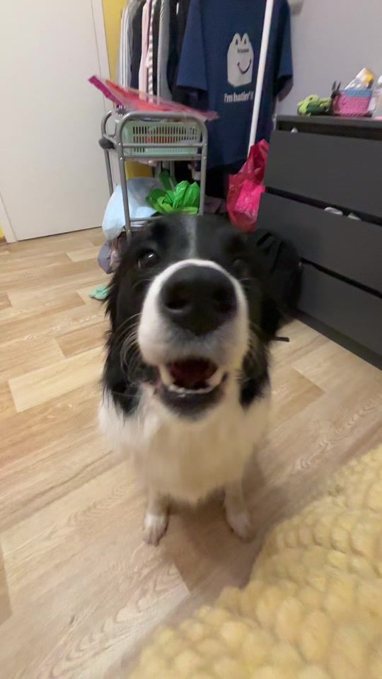 TikTok video thumbnail by shura_dog12