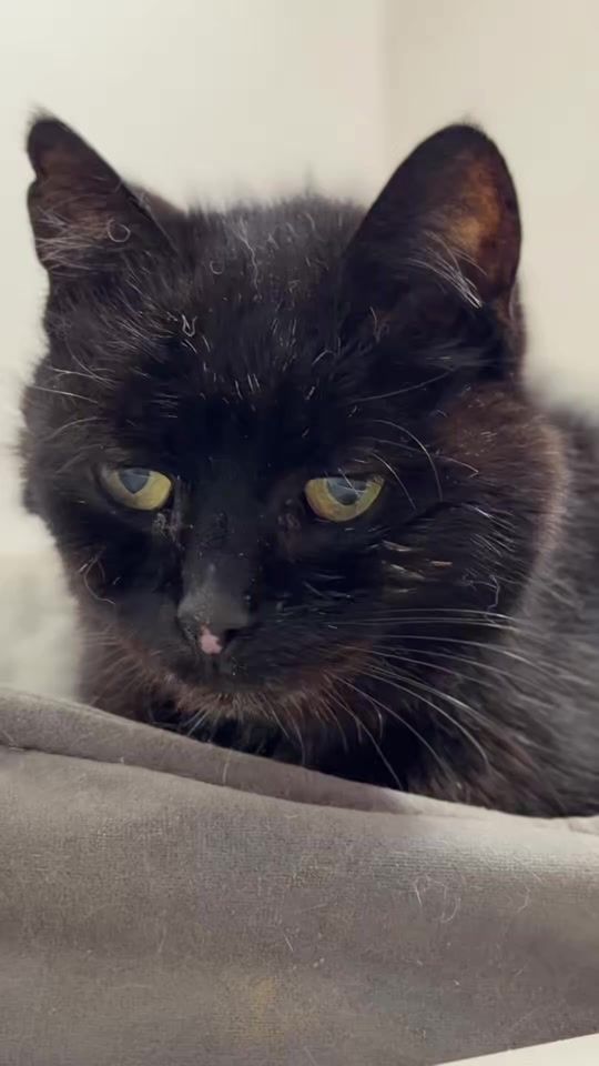 TikTok video thumbnail by mister.strike