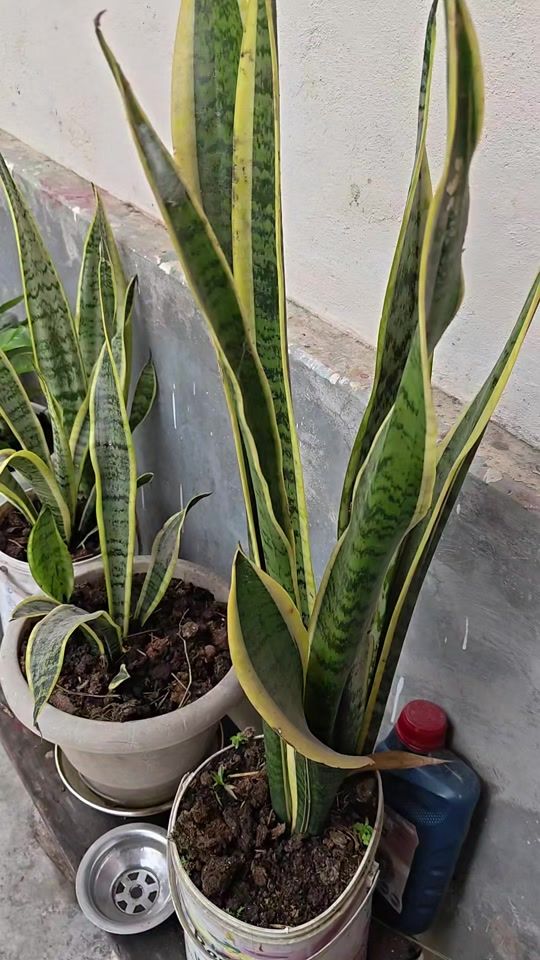 TikTok video thumbnail by twangrock