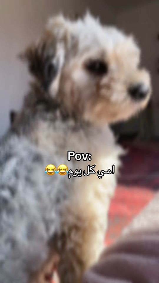 TikTok video thumbnail by sou_zane8