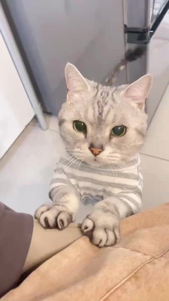TikTok video thumbnail by migo_is_cat