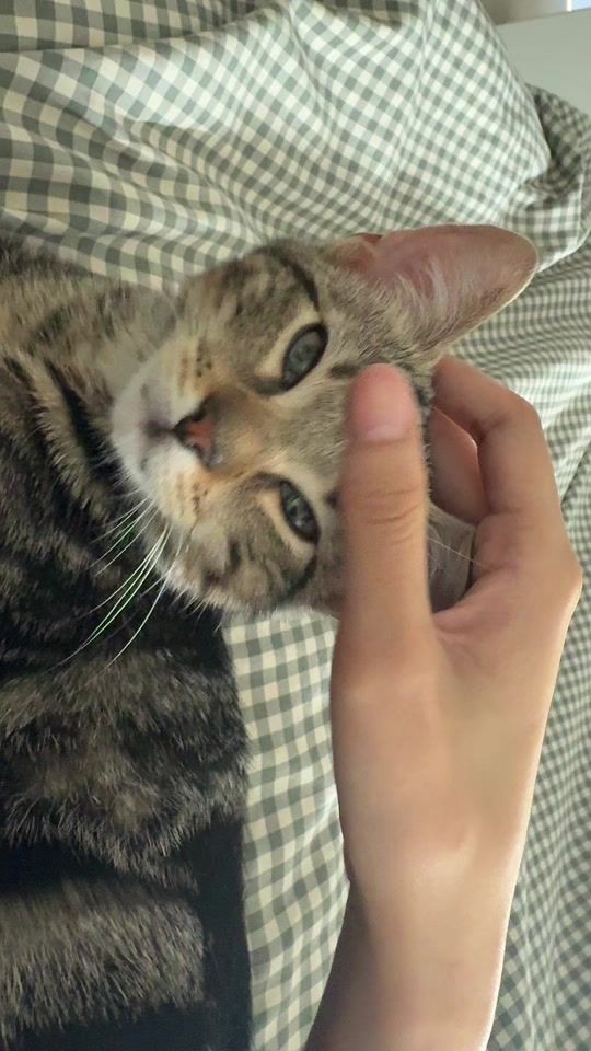 TikTok video thumbnail by mediumrareprimerib