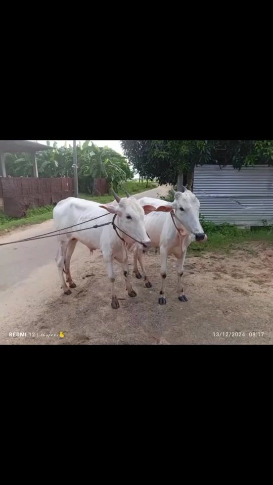 TikTok video thumbnail by s.jaris.jaris