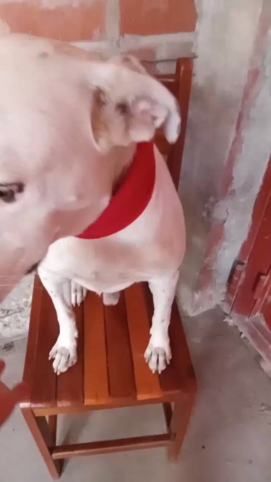 TikTok video thumbnail by rex.y.sus.amigos1