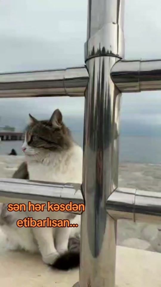 TikTok video thumbnail by aydin_717