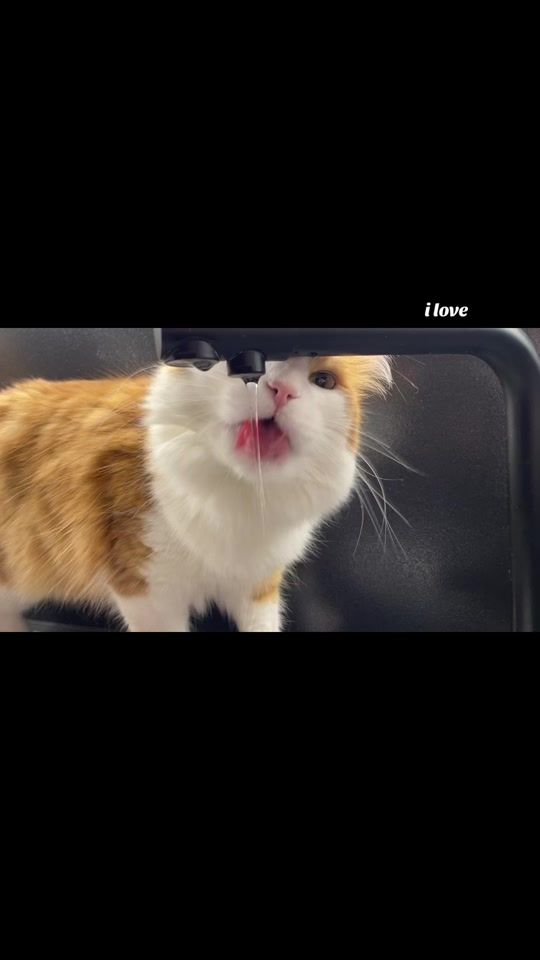 TikTok video thumbnail by _ailurophiless_