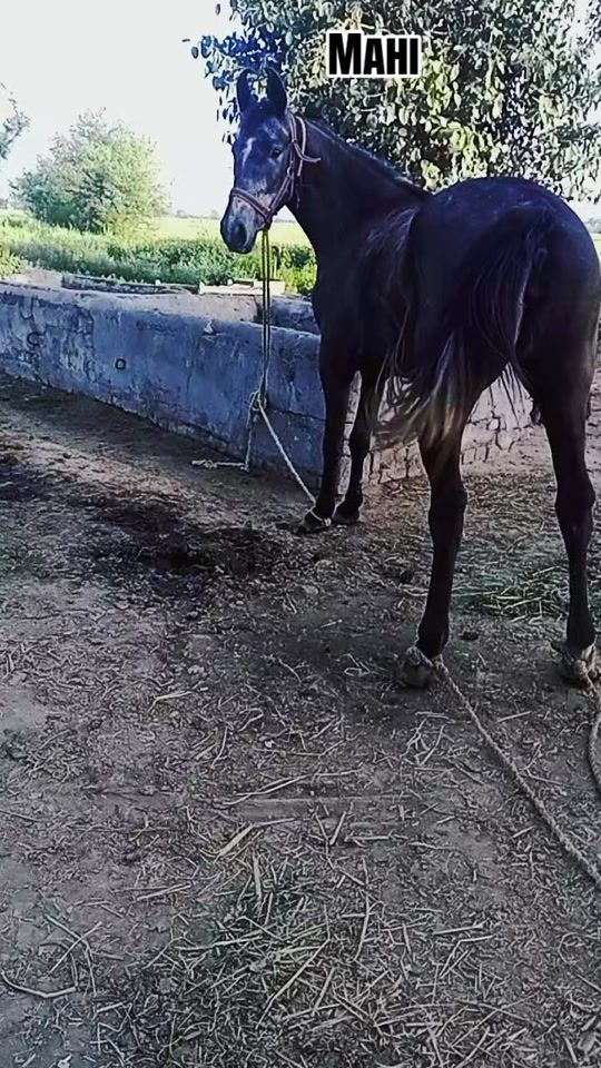 TikTok video thumbnail by hukamjutt5