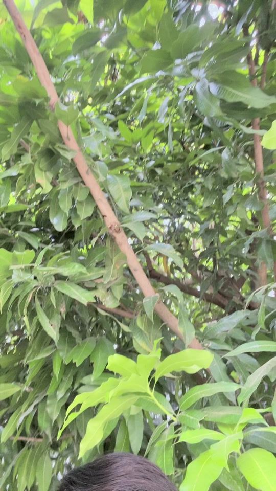 TikTok video thumbnail by bro.dena