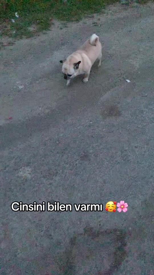 TikTok video thumbnail by 6561sevgi