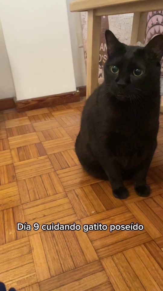TikTok video thumbnail by arminelgato