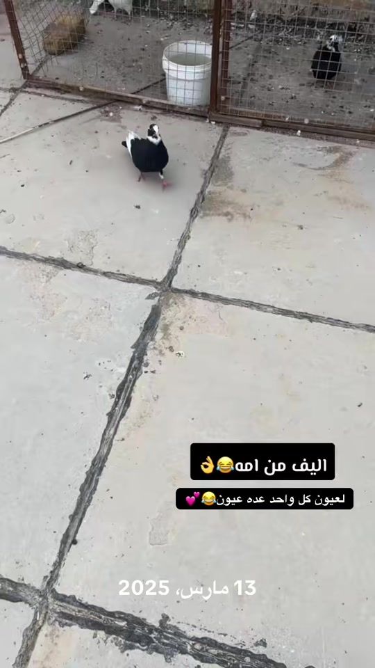 TikTok video thumbnail by mh_690