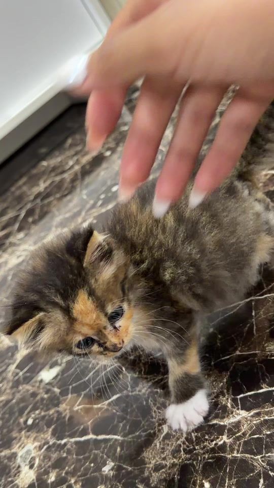 TikTok video thumbnail by emma_thaigirl19