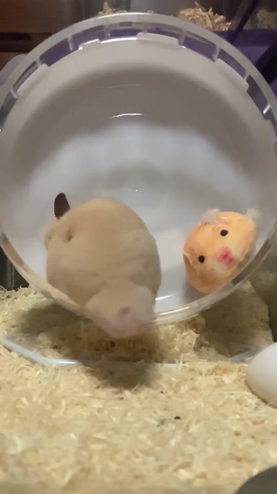 TikTok video thumbnail by ny242424