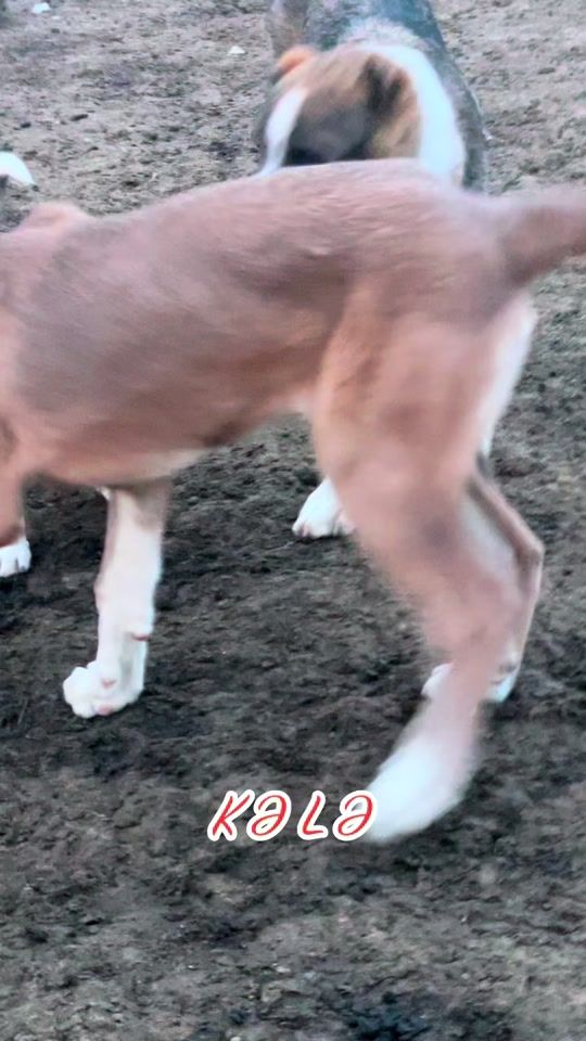 TikTok video thumbnail by masimov21