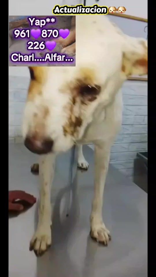 TikTok video thumbnail by williamsalfarolop
