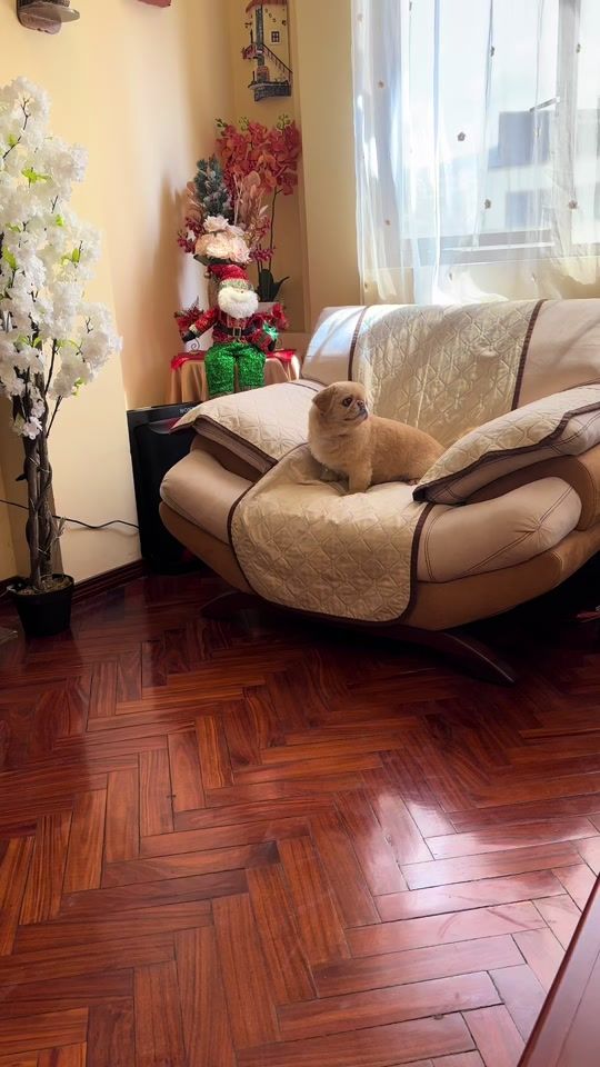TikTok video thumbnail by gino_peluche