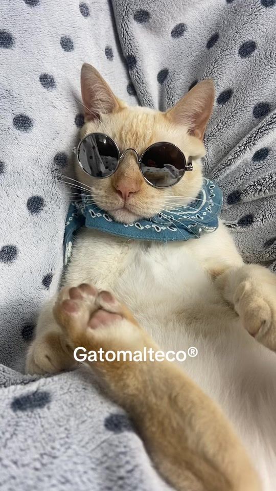 TikTok video thumbnail by gatomalteco