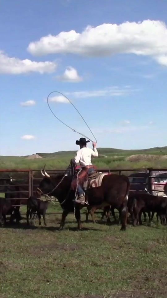 TikTok video thumbnail by barjlhorsetraining