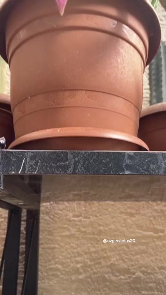 TikTok video thumbnail by ozgecactus20
