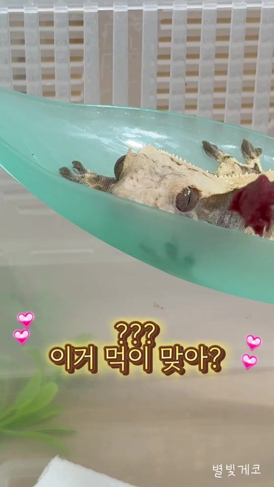 TikTok video thumbnail by starlight_gecko