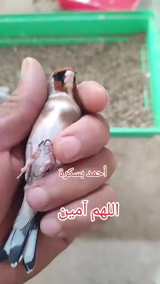 TikTok video thumbnail by ahmedbba970