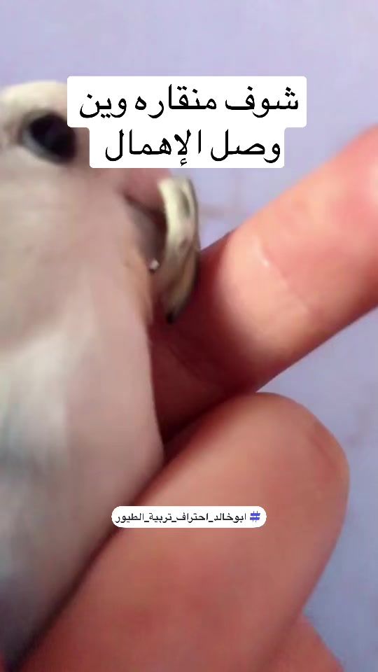TikTok video thumbnail by abu.khalled