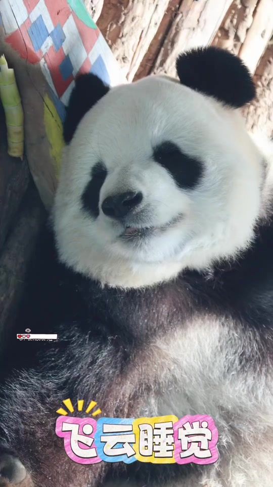 TikTok video thumbnail by user92505729954411
