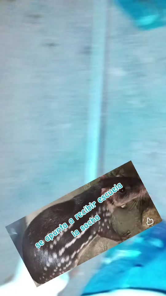 TikTok video thumbnail by fernando.franco587