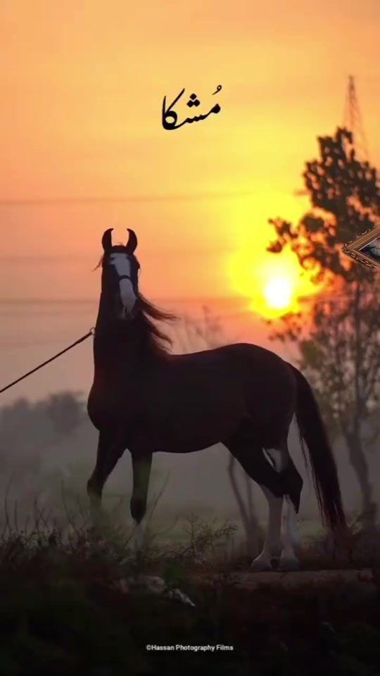 TikTok video thumbnail by ...batiya