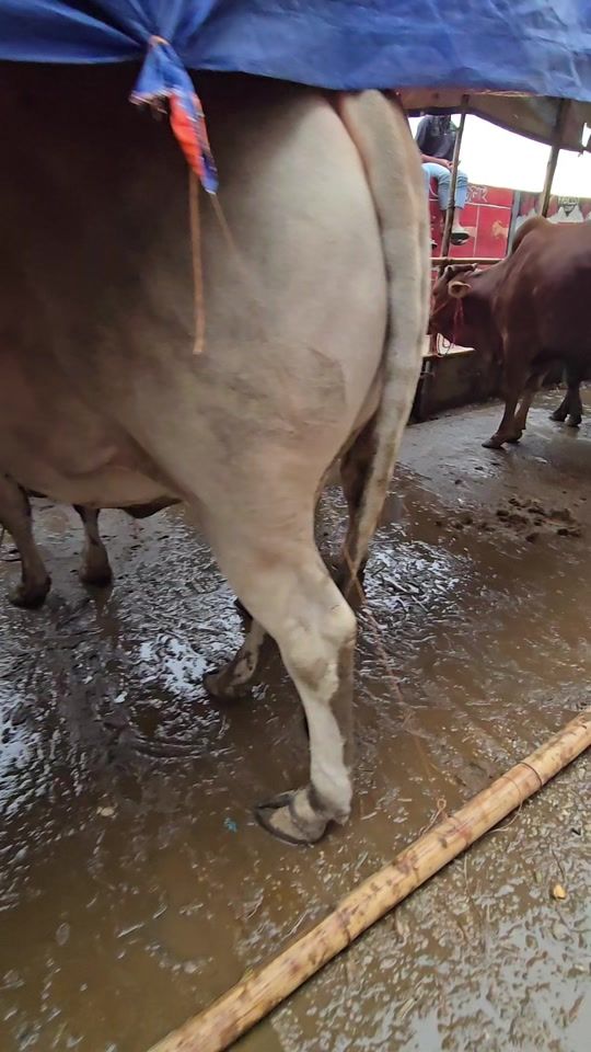 TikTok video thumbnail by animals.world991