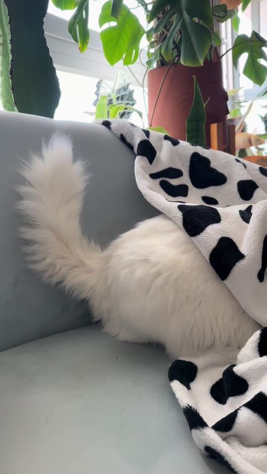 TikTok video thumbnail by chuscofino