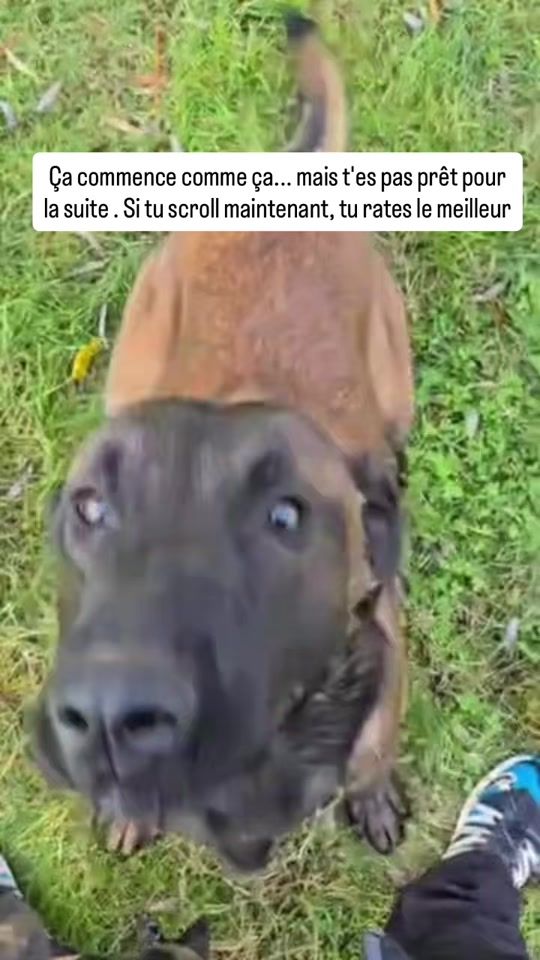TikTok video thumbnail by sur_lactualite_tv