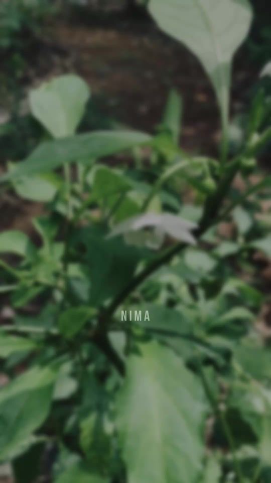 TikTok video thumbnail by the_nima____