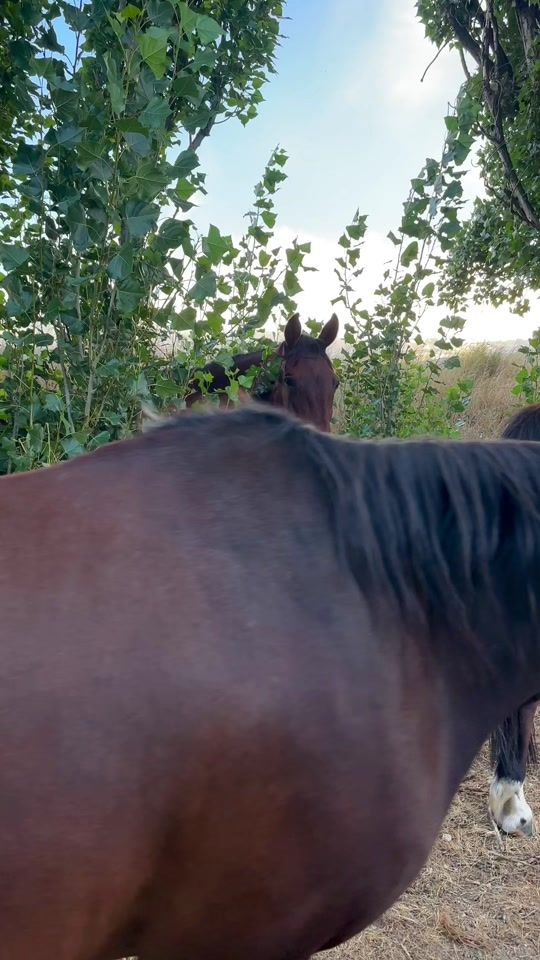 TikTok video thumbnail by nzonhorseback