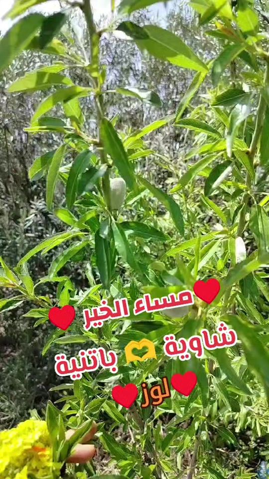 TikTok video thumbnail by chawia_05_05