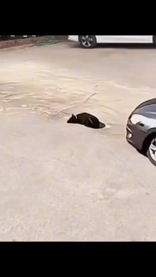 TikTok video thumbnail by ___2727____