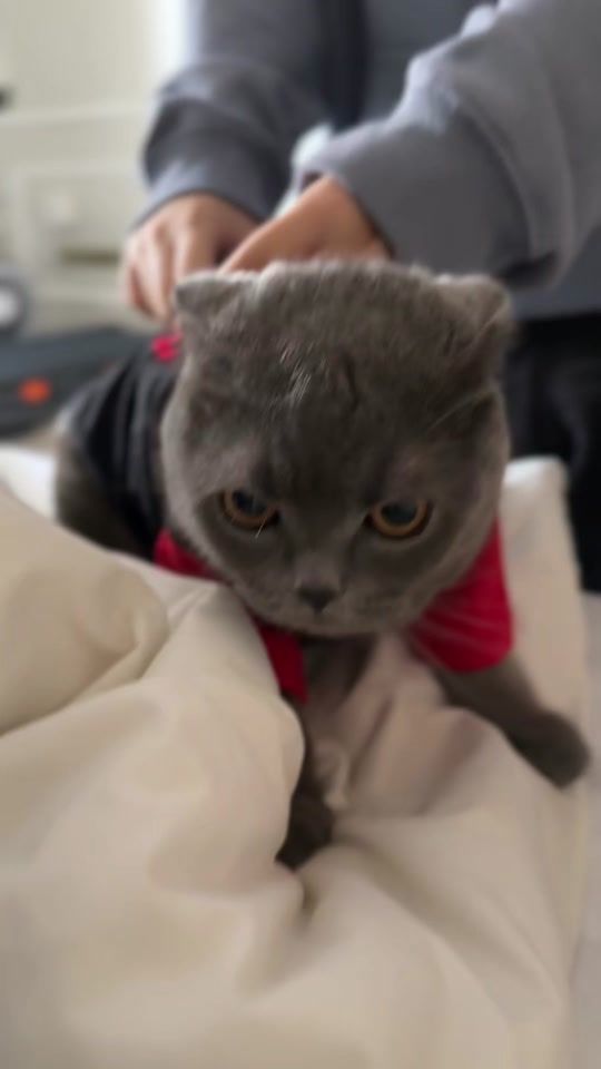 TikTok video thumbnail by onenonlyfatima